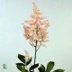 ASTILBE EUROPA ROSA CLARO