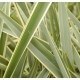 PHORNIUM VARIEGATA 100 CM 