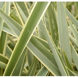 PHORNIUM VARIEGATA 100 CM 