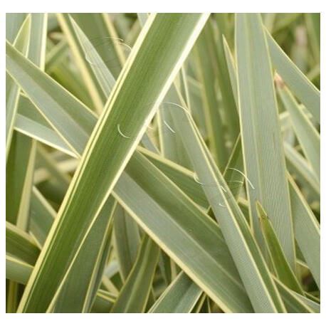 PHORNIUM VARIEGATA 100 CM 