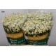 MATRICARIA MANZANILLA HOL X25