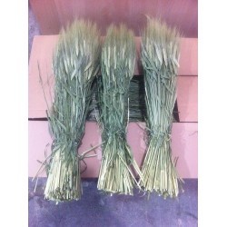 TRITICUM AESTIVUM 60 CM POMO (+50 TALLOS) 