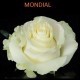 SANTOS-ROSA ECU BLANCA MONDIAL 70 CM X25
