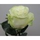 SANTOS-ROSA ECU BLANCA MONDIAL 60 CM X25