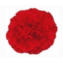 SANTOS-CLAVEL COL FANCY ROJO