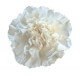 SANTOS-CLAVEL COL FANCY BLANCO