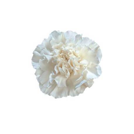 SANTOS-CLAVEL COL FANCY BLANCO