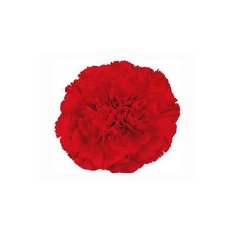SANTOS-CLAVEL COL SELECT ROJO