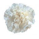 SANTOS-CLAVEL COL SELECT BLANCO
