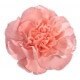 SANTOS-CLAVEL COL SELECT ROSA