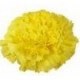 SANTOS-CLAVEL COL SELECT AMARILLO