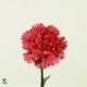 SANTOS-CLAVEL COL SELECT FUCSIA