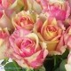 SANTOS-ROSA ECU BICOLOR FIESTA 60 CM X25