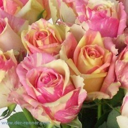 SANTOS-ROSA ECU BICOLOR FIESTA 60 CM X25