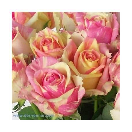 SANTOS-ROSA ECU BICOLOR FIESTA 60 CM X25