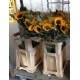 SANTOS-GIRASOL NACIONAL