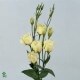 SANTOS-LISIANTHUS DOBLE CREMA