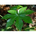SANTOS-ARALIA MEDIANA 40 CM 