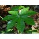 SANTOS-ARALIA PEQUEÑA 25 CM