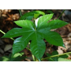 SANTOS-ARALIA PEQUEÑA 25 CM