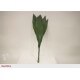 SANTOS-ASPIDISTRA ITALIA GRANDE 80 CM 