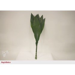 SANTOS-ASPIDISTRA ITALIA GRANDE 80 CM 