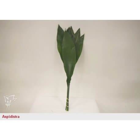 SANTOS-ASPIDISTRA ITALIA GRANDE 80 CM 