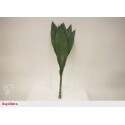 SANTOS-ASPIDISTRA PEQUEÑA 50 CM