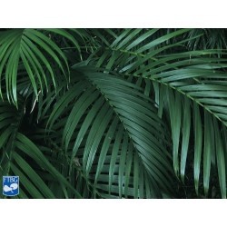 SANTOS-KENTIA CATPALM 80 CM