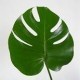 SANTOS-MONSTERA 35 CM (mediana)