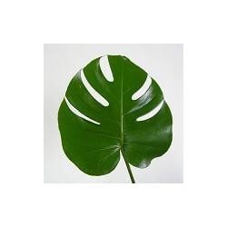 SANTOS-MONSTERA 35 CM (mediana)