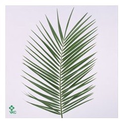 SANTOS-ROBELLINI 80 CM