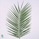 SANTOS-ROBELLINI 80 CM