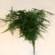 SANTOS-ESPARRAGUERA PLUMOSA