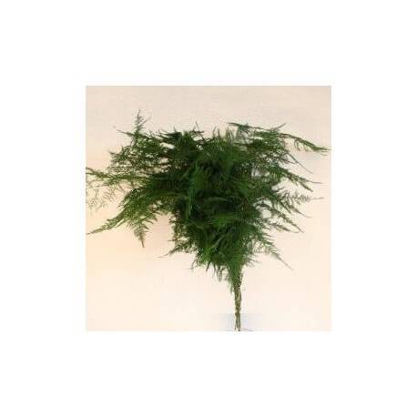 SANTOS-ESPARRAGUERA PLUMOSA
