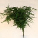 SANTOS-ESPARRAGUERA PLUMOSA