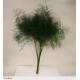 SANTOS-ESPARRAGUERA TREEFERN