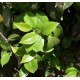 SANTOS-CAMELIA HOJA 60 CM