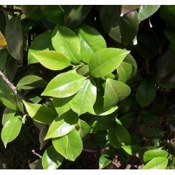 SANTOS-CAMELIA HOJA 60 CM