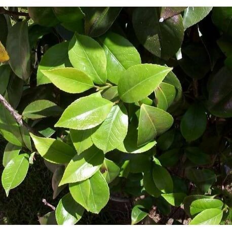 SANTOS-CAMELIA HOJA 60 CM