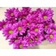 SANTOS-MARGARITA NAC FUCSIA