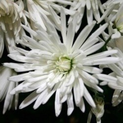 SANTOS-MARGARITA NAC ANASTASIA BLANCA