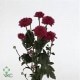 SANTOS-MARGARITA NAC BOTON FUCSIA