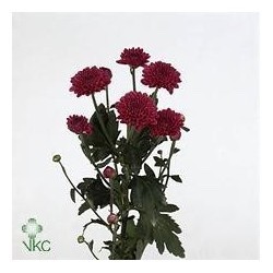 SANTOS-MARGARITA NAC BOTON FUCSIA