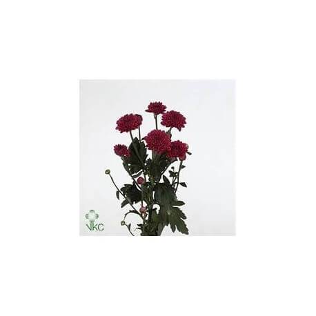 SANTOS-MARGARITA NAC BOTON FUCSIA