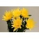 SANTOS-MARGARITA UNIFLOR ANASTASIA AMARILLO
