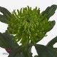 SANTOS-MARGARITA UNIFLOR ANASTASIA VERDE