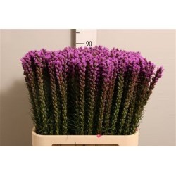 SANTOS-LIATRIS LILA NAC EX.