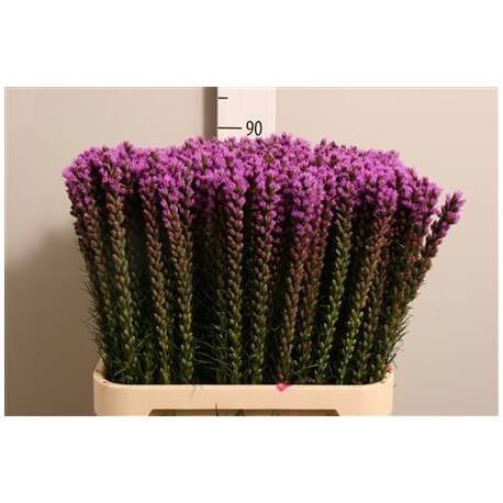 SANTOS-LIATRIS LILA NAC EX.