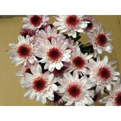 MARGARITA NACIONAL LE MANS ROSA 